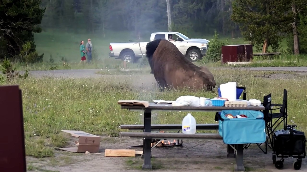 Bison enragé à Yellowstone : un touriste gravement blessé lors du rut