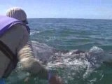 Baja Gray Whales