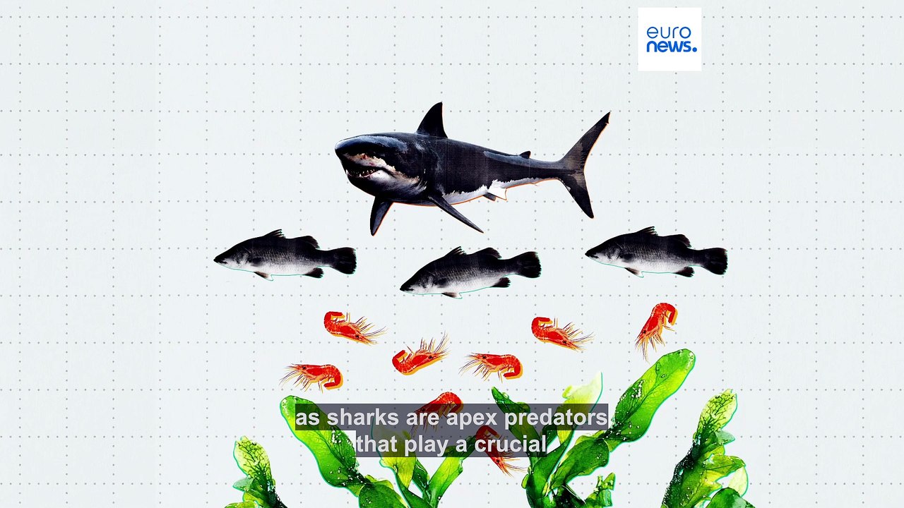 Shark fin trade declines in EU as Brussels mulls total ban