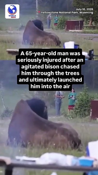 man was seriously injured after an agitated bison chased him