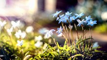 Natureza - 110993