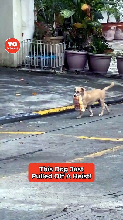 Playful Dog Swipes Bread and Dashes Down the Street