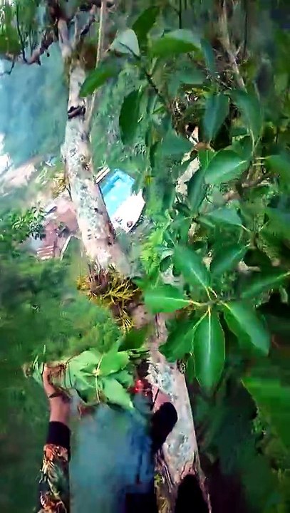 Panen masu Wild honey harvesting %20%23honeybeedance%20%23nature%20%23honeybird_720p
