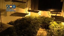 Detenido un hombre en Son Gotleu por cultivar marihuana en su domicilio
