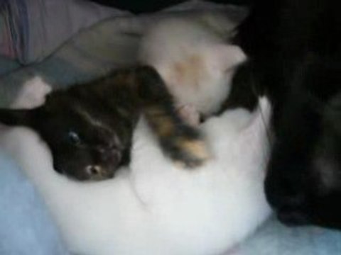 chatons Angoras Turc