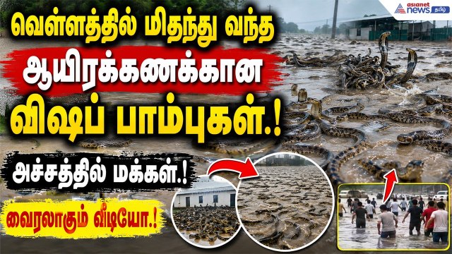 Snake : வெள்ளத்தில் மிதந்து வந்த ஆயிரக்கணக்கான விஷப் பாம்புகள்! அச்சத்தில் மக்கள்.! வைரலாகும் வீடியோ