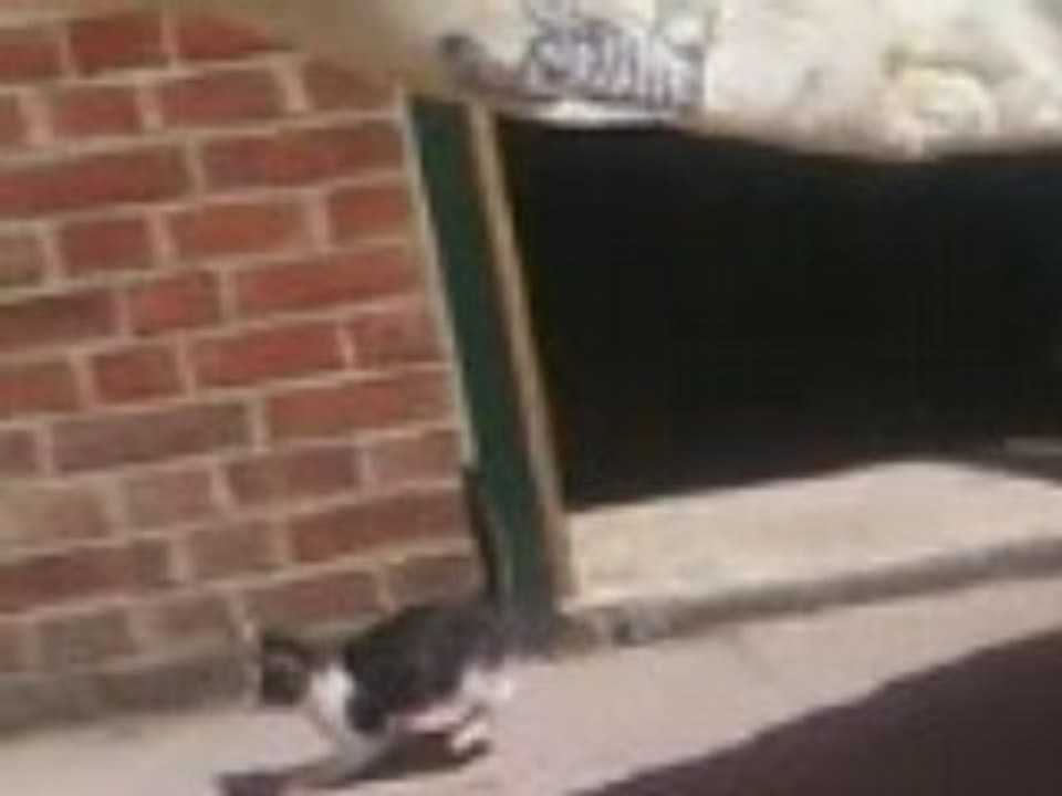Simba attaque