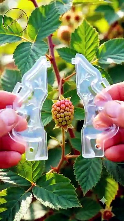 Amazing Tree-Shaped Blackberry Growing Process! 🌳✨ #Blackberry #GrowingProcess #4K