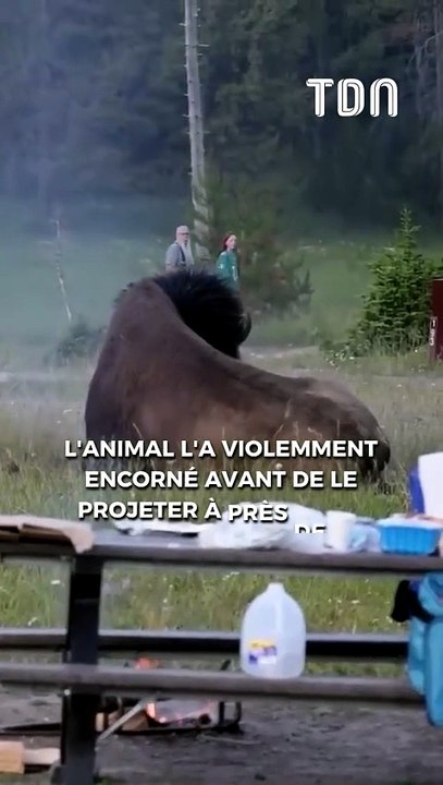 Un bison propulse un touriste dans les airs
