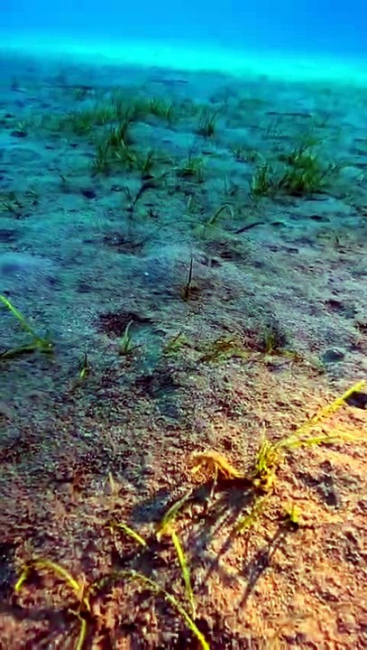 Video Cavalluccio Marino