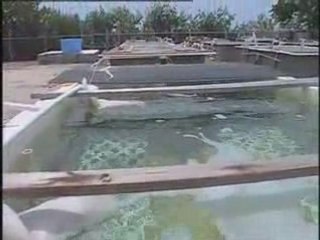 SeaWeb Promo for Website