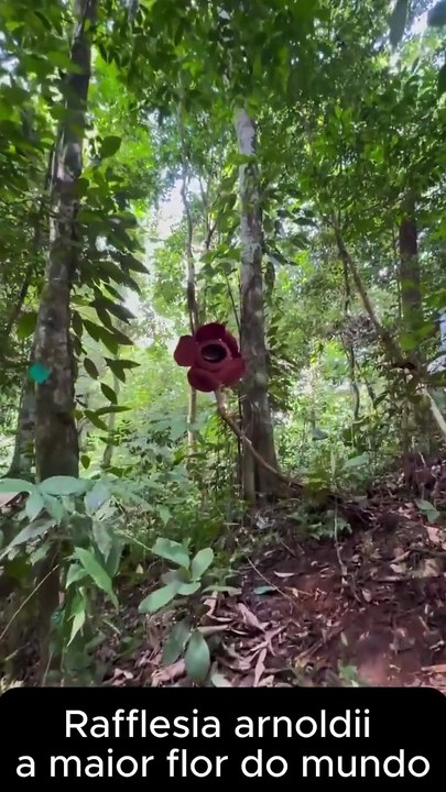 maior flor do mundo Rafflesia arnoldii