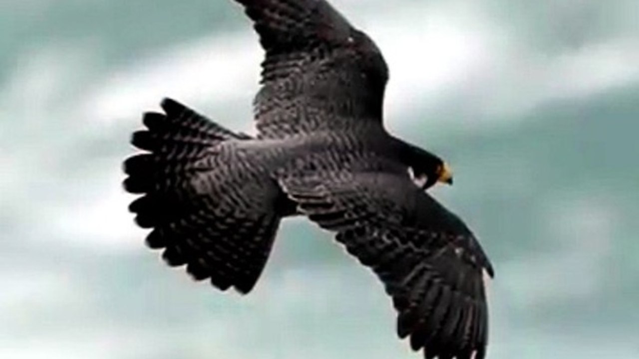 Peregrine Falcon——my favorite bird in flight, and one I’ll never grow tired of photographing.❤️ @best_birds_of_world @best_birds_of_ig @thebirdingsquad @best_birds_photography @birds_adored @feather_perfection @bns_birds @best_birds_shots #natgeoyourshot