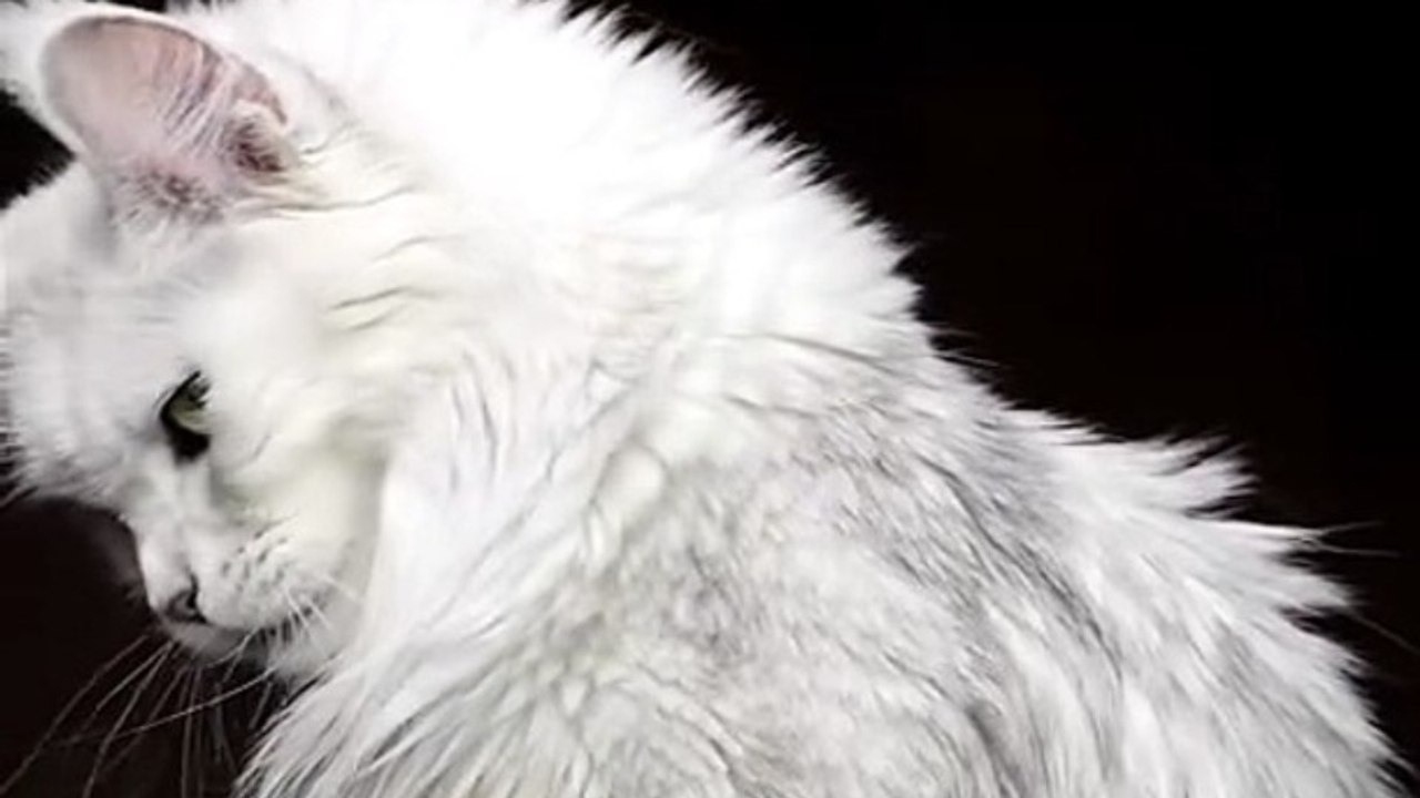 Felis Gallery by Robert Sijka - Odette #mainecoon #cat