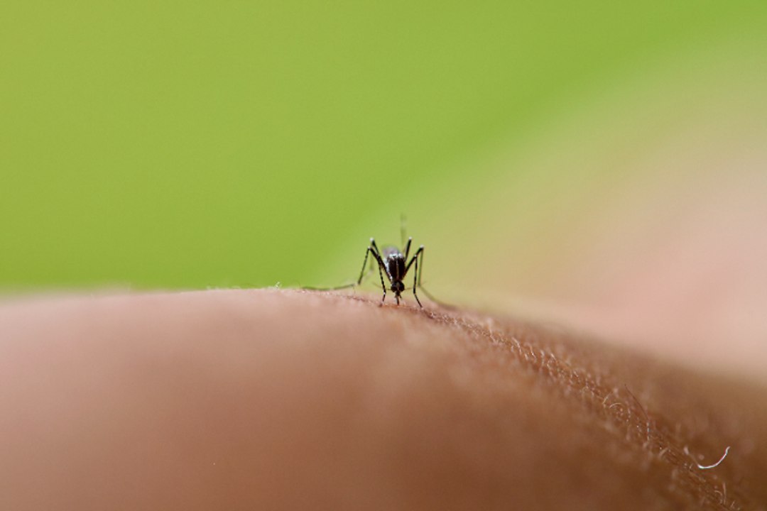 La razón por la que los mosquitos pican más a unas personas que a otras