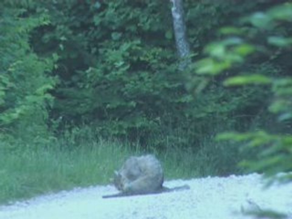 Chat sauvage