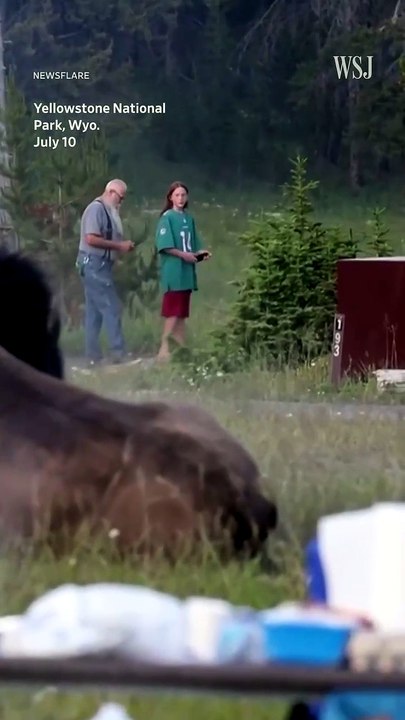 Catapulté à plus de deux mètres par un bison : Un homme frôle la mort à Yellowstone