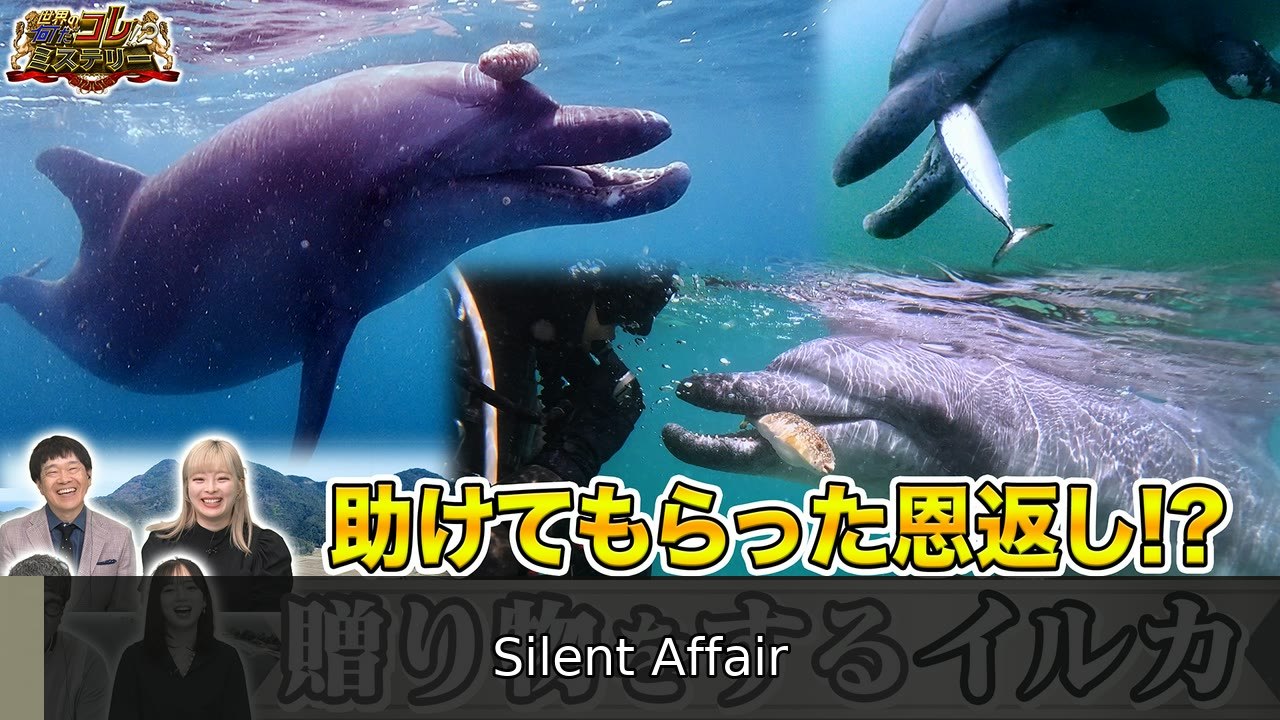 世界の何だコレ！？ミステリー 助けてもらった恩返し！？奇跡のイルカ - 2026年07月08日 | Silent Affair