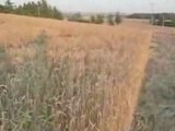 Señal campo trigo madrid