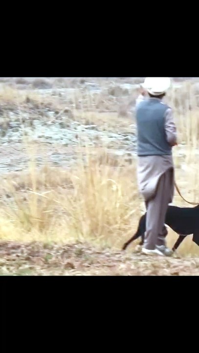 Unbelievable Speed Greyhound Of The Season #greyhoundlovers #greyhound #Hunter #SHIKARI #dog