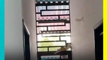 ¡Todo un escapista! Perrito sorprende al escapar del patio con una increíble habilidad
