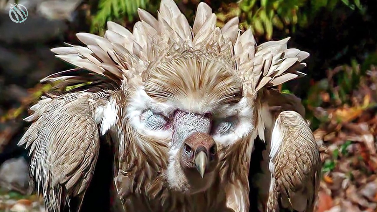 HIMALAYAN GRIFFON VULTURE ─ Nature Gave It a War Mask !!
