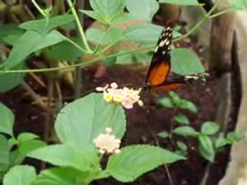 papillons