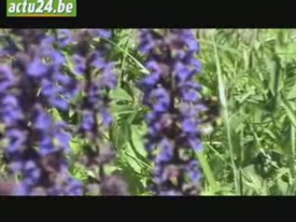 ACTU24 Nos éco-conseils: le jardin