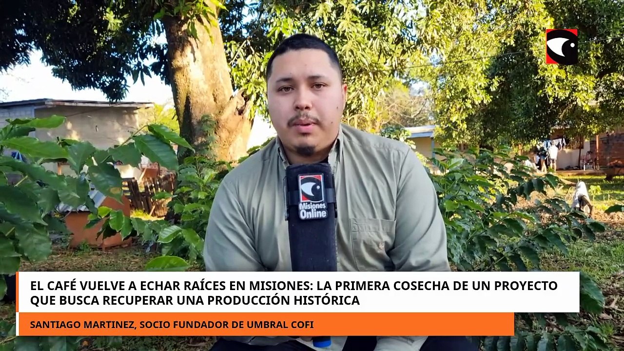 CAFE LA PRIMERA COSECHA DE UN PROYECTO QUE BUSCA RECUPERAR UNA PRODUCCIÓN HISTÓRICA