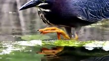 Incredible Close Up Wildlife Footage Of A Green Heron Skillfully Catching Fish In Mossy Pond