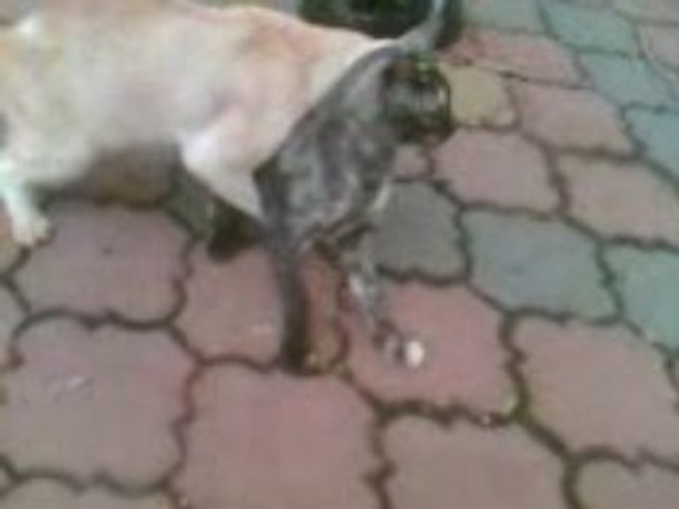 cat fight (Twin cat  1.3)