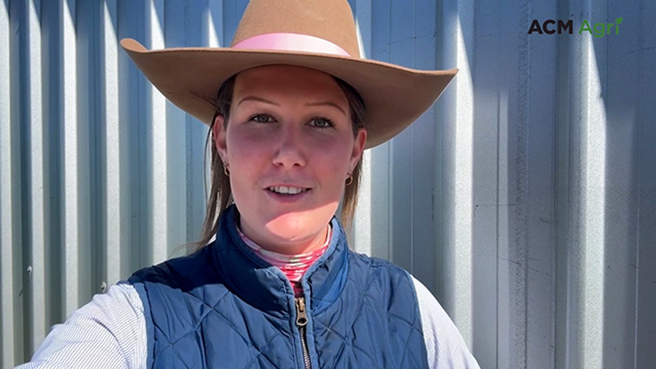 Roma saleyards - market report, July 14, 2026