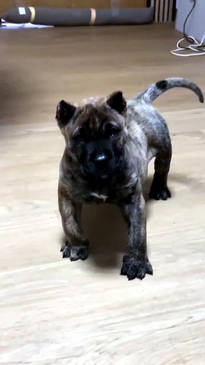 Pet🥰
