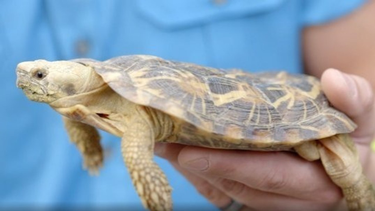 Meet the pancake tortoise, one of nature's cutest creatures