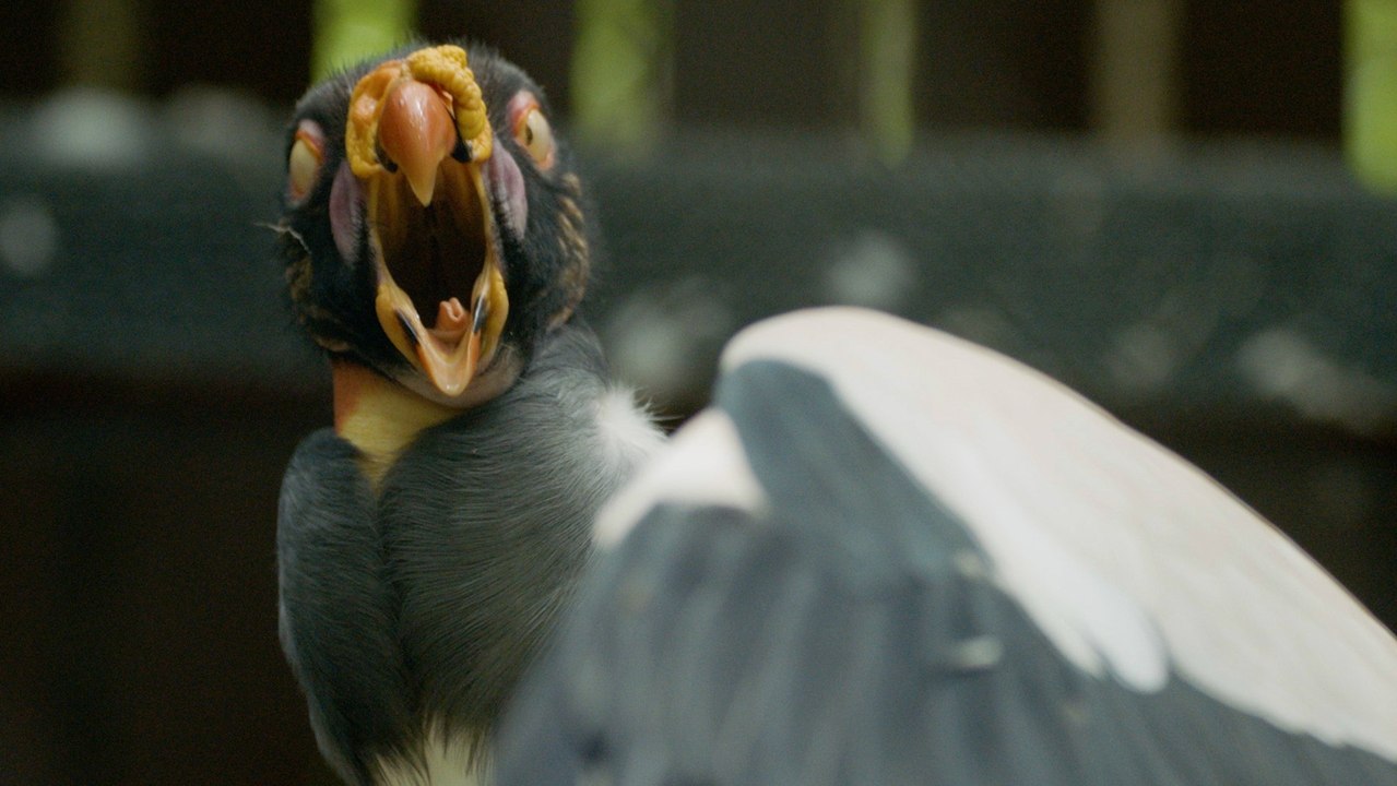 New World Vultures: How Carolina Raptor Center Keepers Explain Their Value to Animals and Each Other