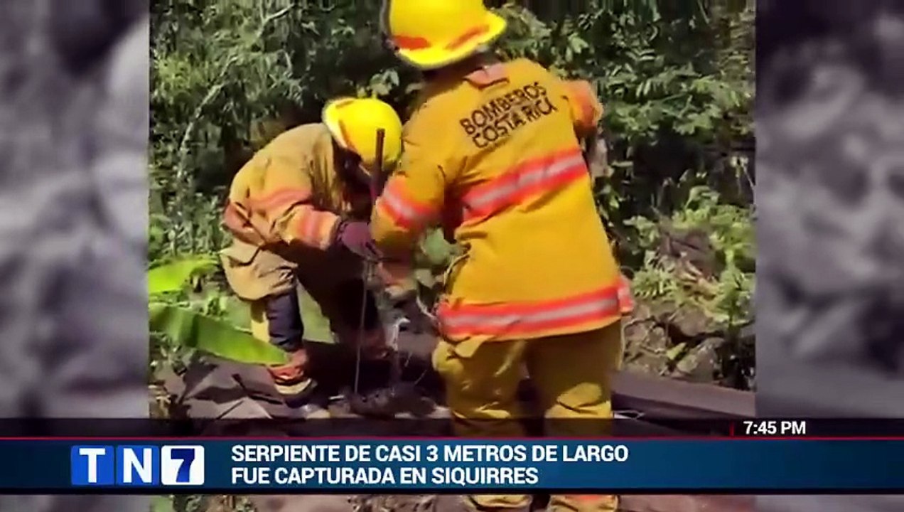 tn7-bomberos-capturan-serpiente-de-casi-3-metros-de-largo-en-siquirres-070426 [Full Movie]