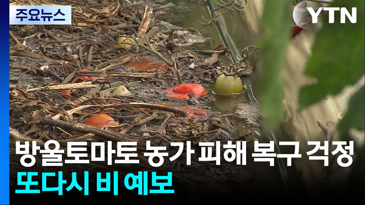 방울토마토 농가 피해 복구 걱정...또다시 비 예보 / YTN
