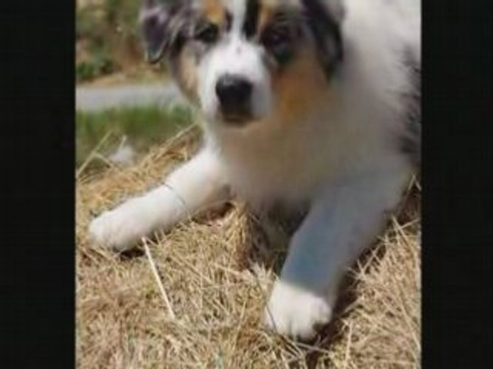 liloo