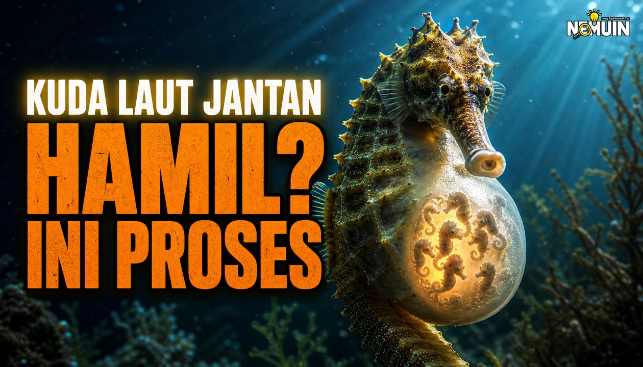 Kuda Laut Jantan Punya Kandungan: Bagaimana Prosesnya Bisa Terjadi?
