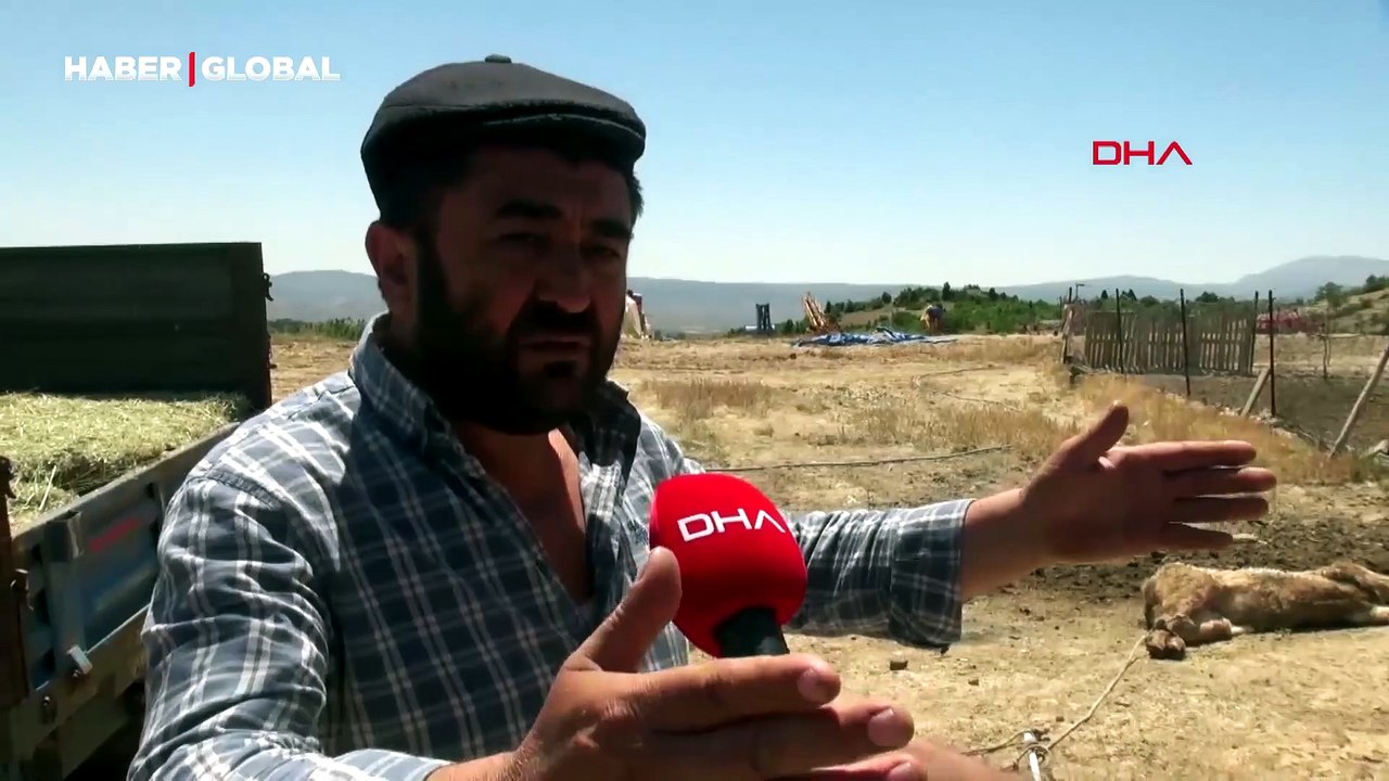 9 buzağı mangal kömürü üretim tesisinden yayılan dumandan öldü