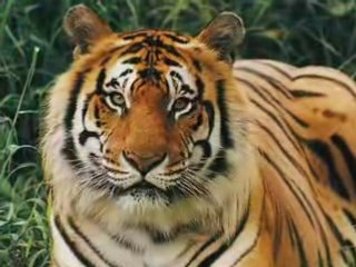 Lions et tigres