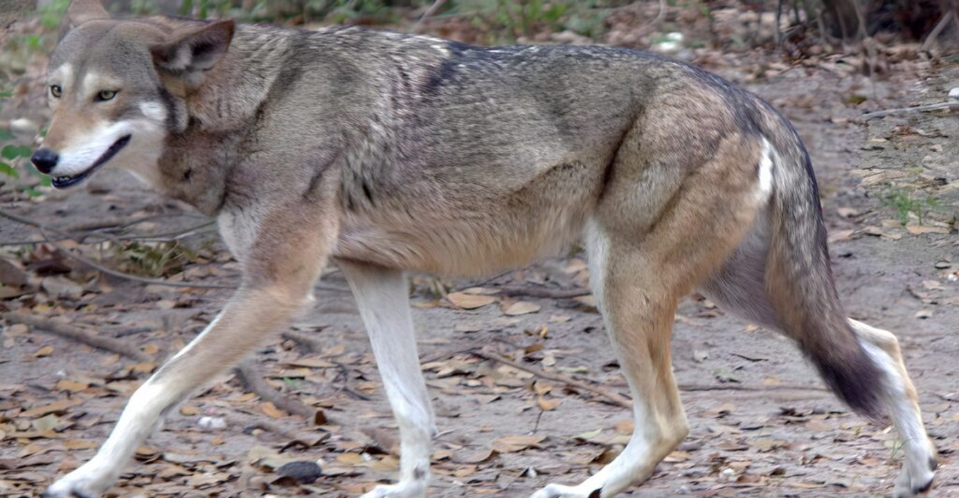Eight Rare Wolf Species and Their Habitats