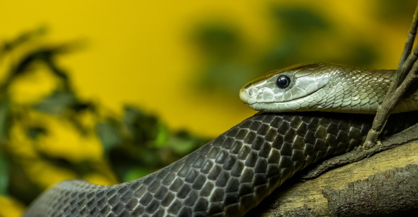 Meet the World's 12 Largest and Most Dangerous Snakes