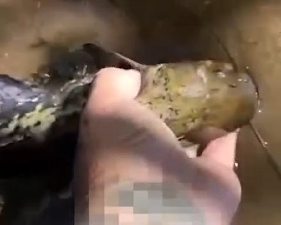 Investigado en Salamanca tras introducir una especie exótica de siluro en el río Águeda