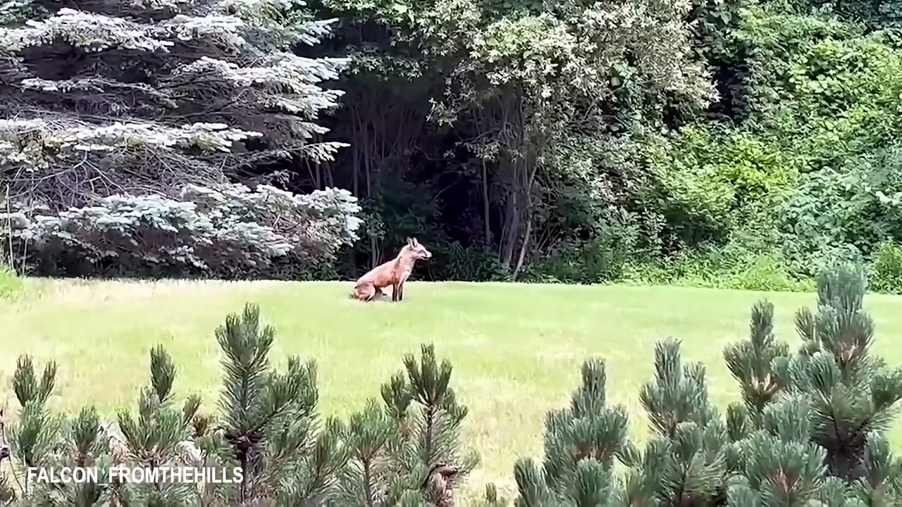 Cutest & Funniest Animal Moments 🐶🐱 | Hilarious Pets Compilation That Will Make You Smile#fuuny#animals#cute#laugh#viral