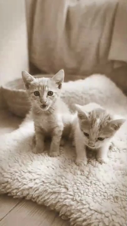 Tiny Kittens, Big Cuteness! 😻🐾💝