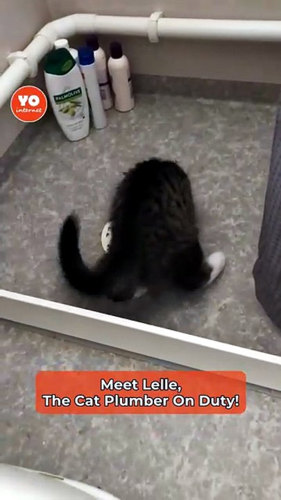 Cat Takes on Plumbing Duties in Comedic Bathroom Antics