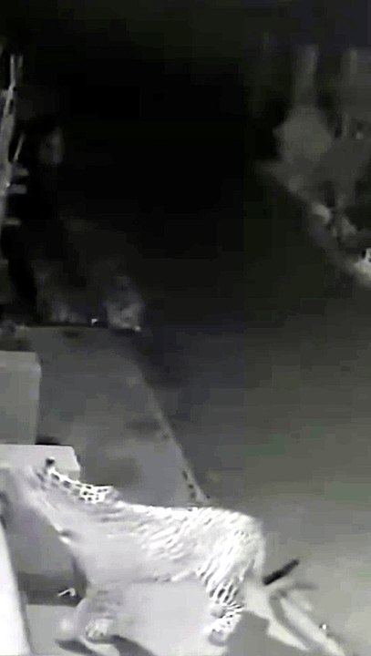 Shocking Security Camera Footage Of Wild Leopard Ambushing Dog In Home Courtyard At Night