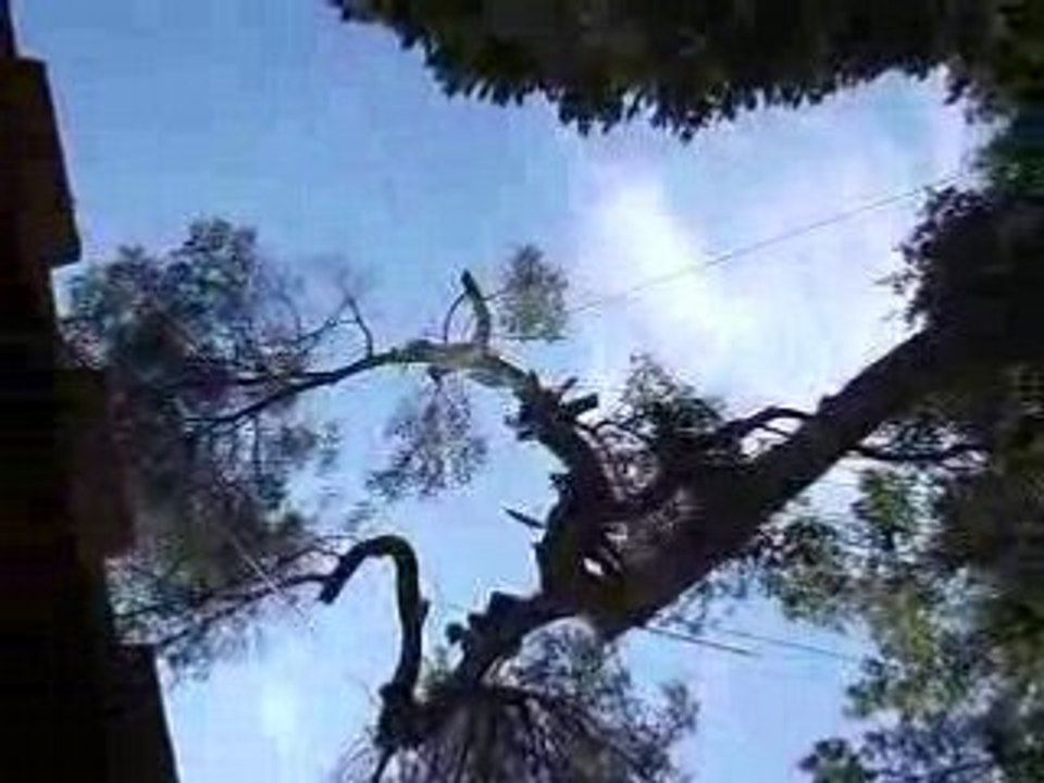 Photos grimpe 075 elagage