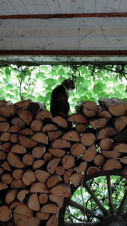 Observation post... and grooming station. 😸👀🧼 #cats #funnycats #catlovers